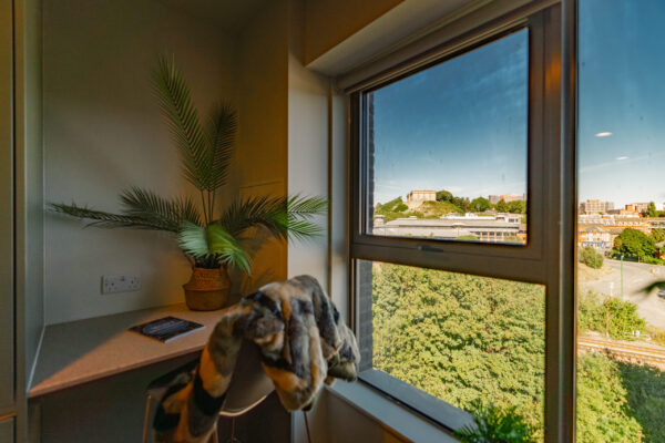 Traffic Street: Student Accommodation With Acoustic Perfection